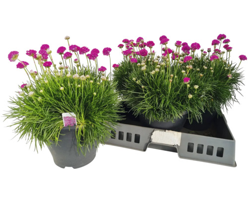 Zwei Grasnelken in Töpfen auf einem Tablett