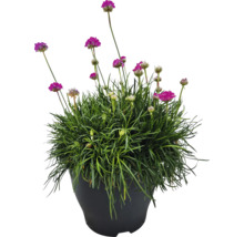 Grasnelke in einem Topf