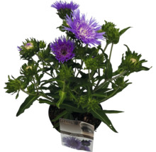 Stokesia laevis im Topf mit violetten Blüten