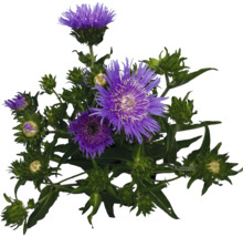 Kopfblume mit lila Blüte