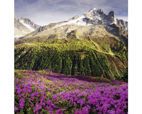 Glasbild Alpenrosen I 30x30 cm