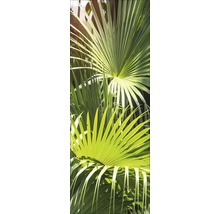 Nahaufnahme von Fächerpalmenblättern.