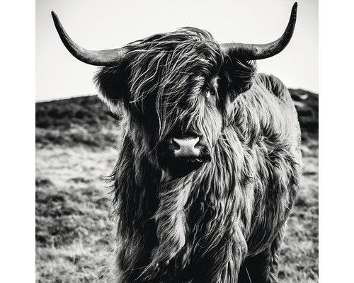 Glasbild B&W Highland Cattle 80x80cm