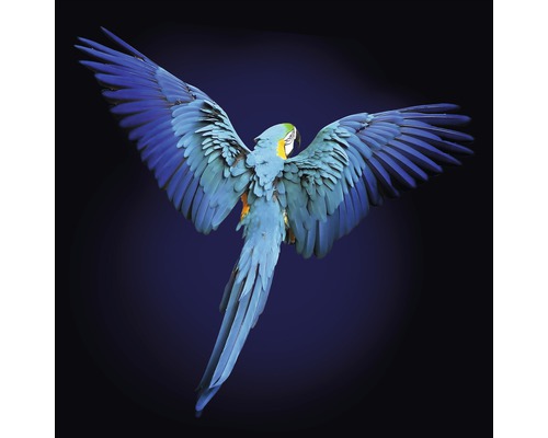 Glasbild Blue Parrot 30x30 cm