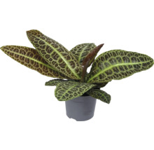 Zierpflanze in einem Topf