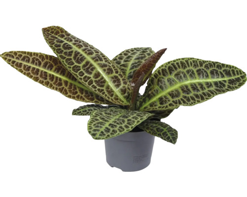 Zierpflanze in einem Topf