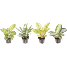 Verschiedene Aglaonema Zimmerpflanzen in Töpfen