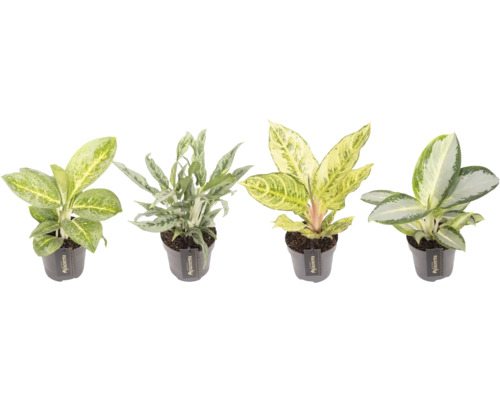 Verschiedene Aglaonema Zimmerpflanzen in Töpfen