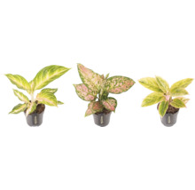 Drei Aglaonema Zimmerpflanzen in Töpfen