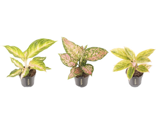 Drei Aglaonema Zimmerpflanzen in Töpfen