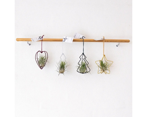 Dekorative Luftpflanzen in Herz-, Baum- und Sternform hängen an einer Holzstange.