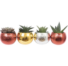 Dekorative Sukkulenten in Töpfen