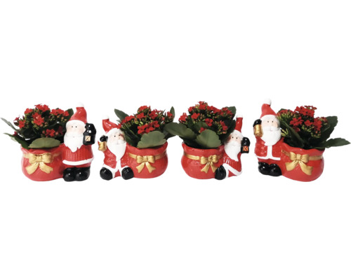 Weihnachtliche Kalanchoe im Santa-Topf