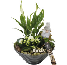 Weihnachtsdekoration mit Grünpflanze, weißen Blüten, Weihnachtsmannfigur, Tannenzapfen und goldenen Kugeln in einer grauen Schale