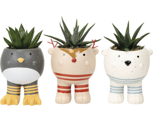 Drei dekorative Blumentöpfe in Tierform mit Sukkulenten