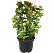 Johanniskraut Pflanze im Topf mit gelben Blüten und grünen Blättern