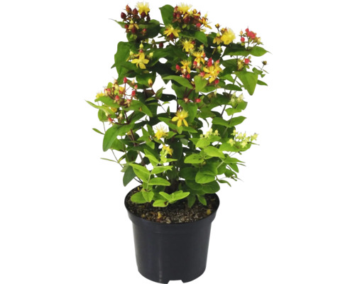 Johanniskraut FloraSelf Hypericum quintett Co 5 L Johanniskraut Pflanze im Topf mit gelben Blüten und grünen Blättern