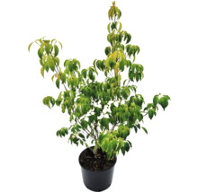 Blütenhartriegel im Topf