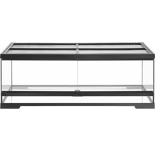 Terrarium aus Glas mit schwarzem Rahmen