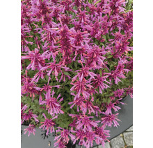 Nahaufnahme einer Agastache-Pflanze mit vielen Blüten