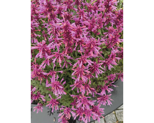 Nahaufnahme einer Agastache-Pflanze mit vielen Blüten