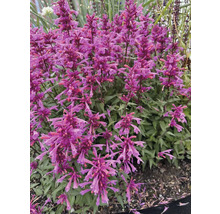 Agastache mit violetten Blüten im Garten