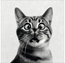 Nahaufnahme einer Katze mit Schmetterling auf der Nase