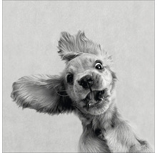 Nahaufnahme eines Hundes mit offenem Maul