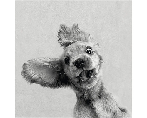 Nahaufnahme eines Hundes mit offenem Maul