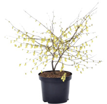 Winterblüher im Topf