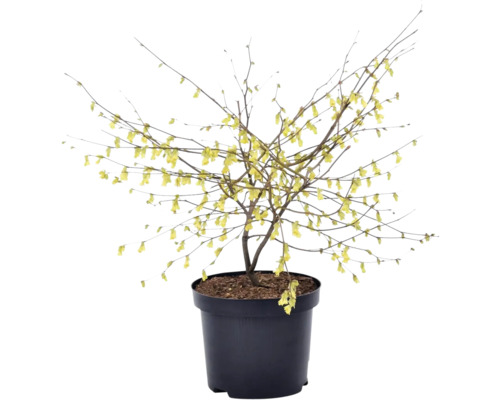 Winterblüher im Topf