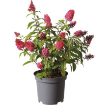 Schmetterlingsflieder im Topf mit roten Blüten