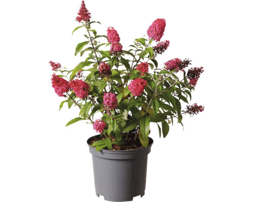 Schmetterlingsflieder im Topf mit roten Blüten