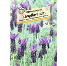 Sperli's Kronjuwel Schopflavendel, mehrjährig, duftend, Höhe 40 bis 50 cm