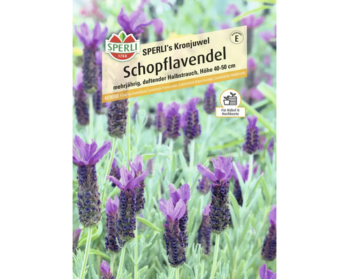 Sperli's Kronjuwel Schopflavendel, mehrjährig, duftend, Höhe 40 bis 50 cm