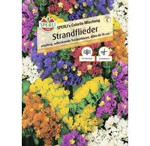 Sperli Strandflieder Colorita Mischung Samenpackung