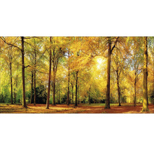 Herbstlicher Laubwald mit Sonnenlicht