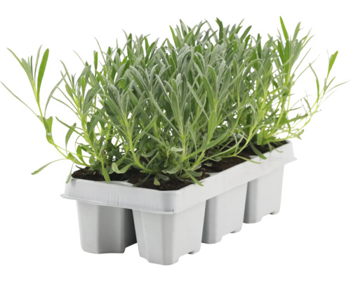 Lavendelsetzlinge in einem Anzuchtbehälter