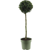 Buchsbaum als Kugelbaum im Topf