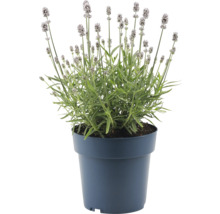 Lavendel im Topf für den Innen- und Außenbereich