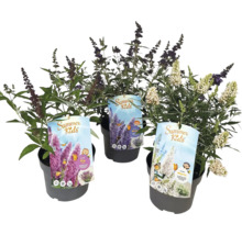 Drei Schmetterlingssträucher der Serie Summer Kids im Topf