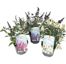 Drei Schmetterlingssträucher der Summer Kids Serie in Töpfen