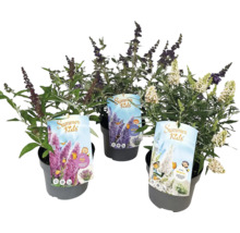 Drei Schmetterlingssträucher der Sorte Summer Kids in Töpfen