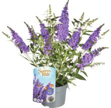 Sommerflieder 'Micki' im Topf