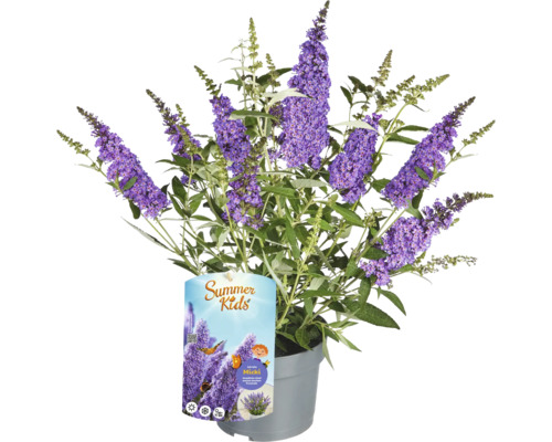 Sommerflieder 'Micki' im Topf