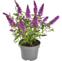 Schmetterlingsflieder im Topf mit lila Blüten