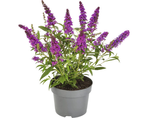 Schmetterlingsflieder im Topf mit lila Blüten