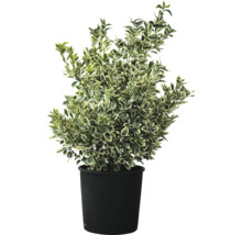 Immergrüner Spindelstrauch im Topf