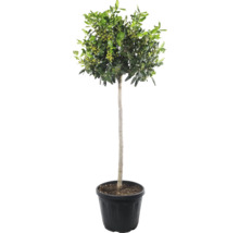 Stechpalme Ilex als Hochstamm im Topf