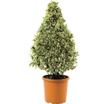 Im Topf gezogener Spindelstrauch in Kegelform